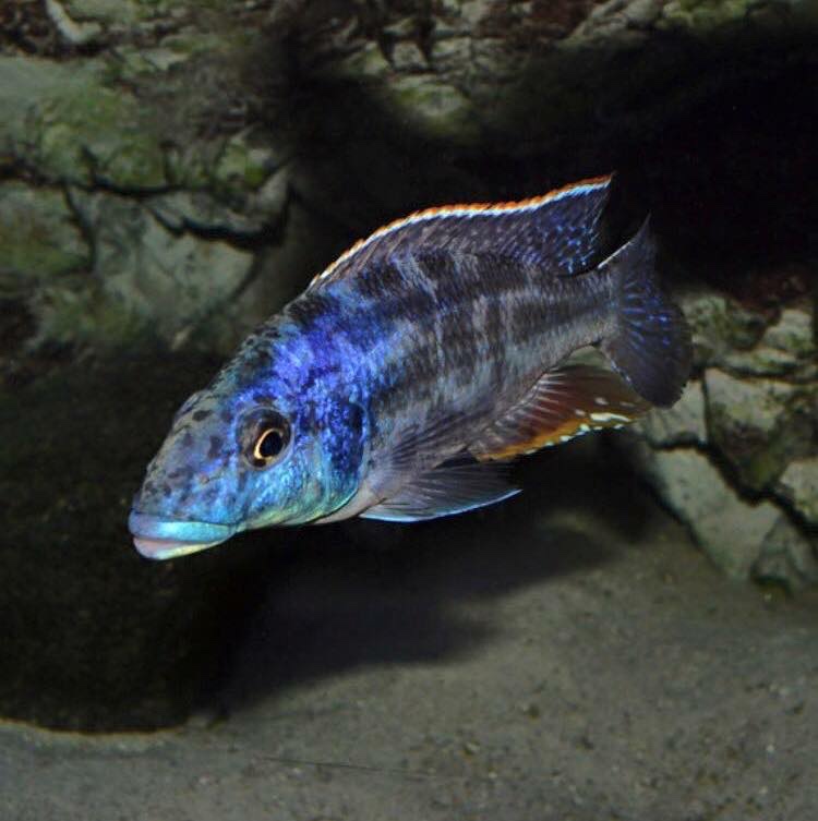Nimbochromis linni 'Mbenji Island'